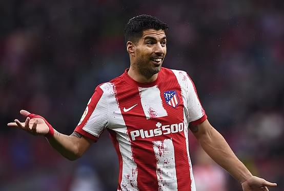 樱花小猫的视频大全