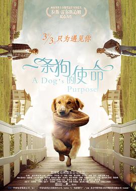 樱花小猫的视频大全